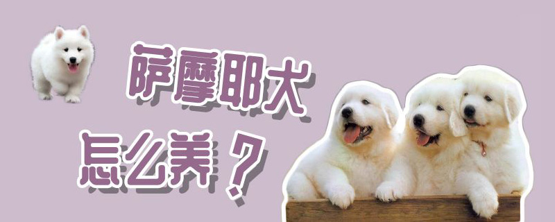 萨摩耶犬怎么养