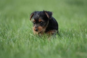 约克夏怎么修毛