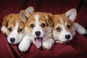 柯基犬有哪些优点