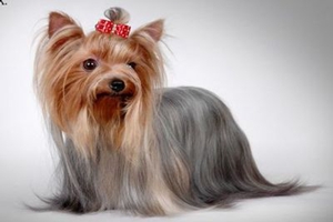 约克夏怎么挑选