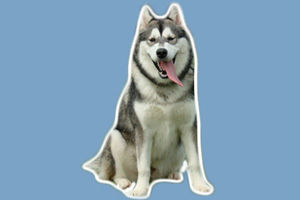 阿拉斯加雪橇犬喂养方法