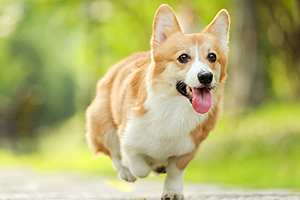 柯基发情症状有哪些