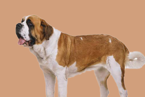 圣伯纳犬缺点是什么
