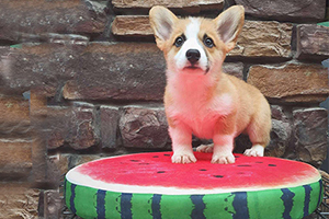 柯基狗性格怎么样