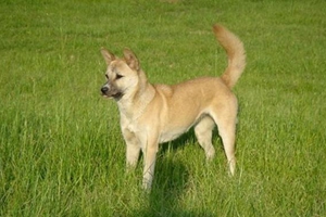 柴犬和中华田园犬的区别是什么