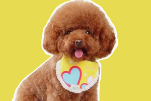 泰迪怎么看品相