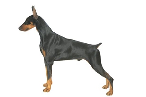 杜宾犬怎么挑选