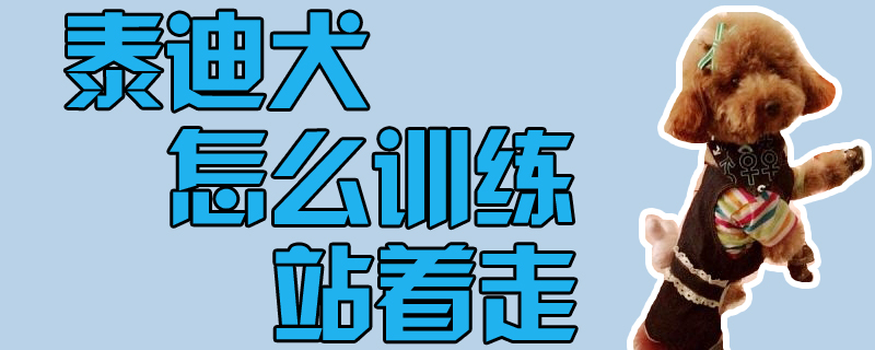 泰迪犬怎么训练站着走