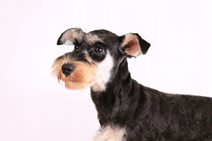 雪纳瑞吃什么补钙