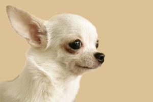 吉娃娃吃什么会便秘