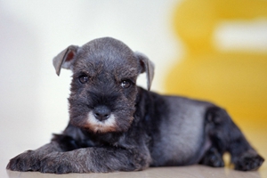 雪纳瑞不能吃什么