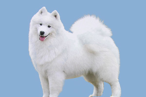 萨摩耶吃什么会胖点