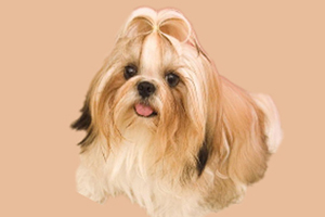 西施犬吃什么长毛