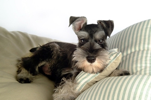 雪纳瑞吃什么蔬菜