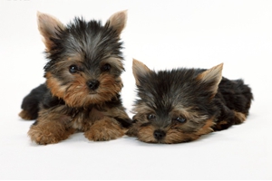 雪纳瑞怎么立耳