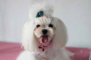 马尔济斯犬造型怎么剪