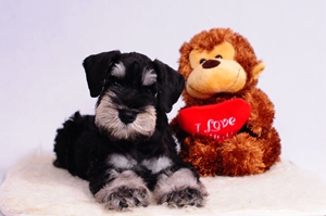 雪纳瑞怎么修毛