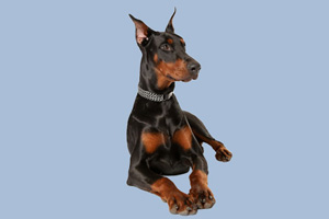 迷你杜宾的优缺点是什么