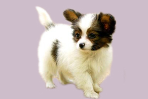 领养狗狗的条件有哪些