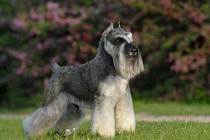 雪纳瑞怎么看品相