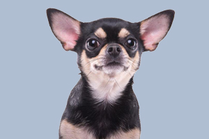 吉娃娃喜欢吃什么