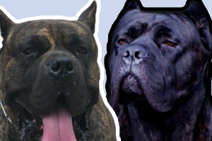 加纳利犬和卡斯罗有什么不同