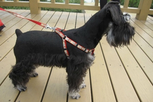 雪纳瑞幼犬如何饲养