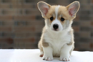 怎样挑选柯基幼犬