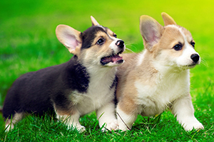 怎么挑选柯基犬幼犬