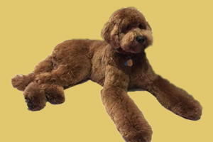 巨贵犬标准是什么