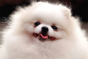 博美犬怎么看多大