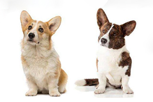 柯基狗怎么看品相