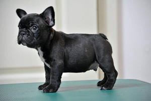 法国斗牛犬怎么看品相