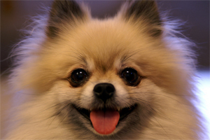 博美性格怎么样