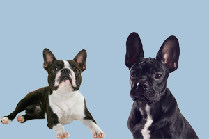 波士顿梗和法斗的区别是什么