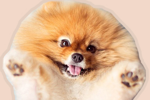 博美美容教程是什么