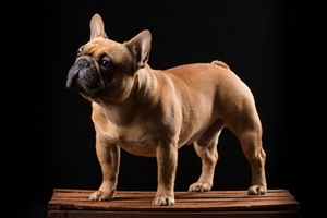 法国斗牛犬怎么洗澡