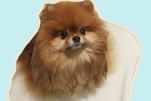 博美犬如何洗澡