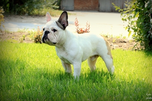 法国斗牛犬怎么喂养