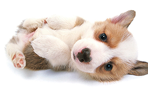 威尔士柯基犬特点是什么