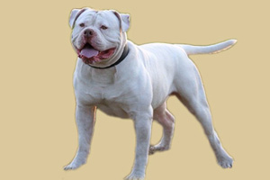 美国斗牛犬的优缺点有哪些