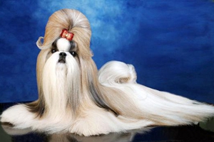 西施犬幼犬怎么养