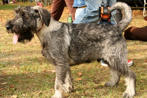 巨型雪纳瑞性格特点是什么