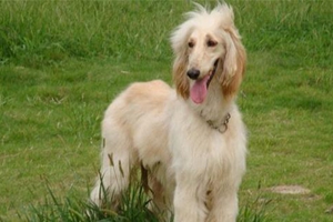 阿富汗猎犬怎么挑