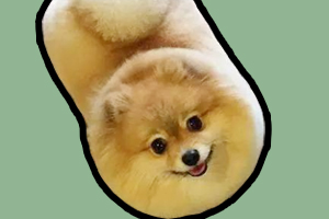 博美狗狗怎么才能吃胖