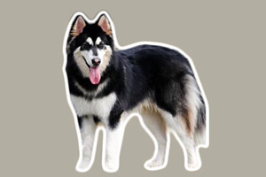 阿拉斯加犬喂养方法是什么