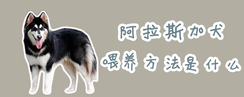 阿拉斯加犬喂养方法是什么