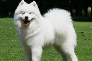 萨摩耶犬吃什么