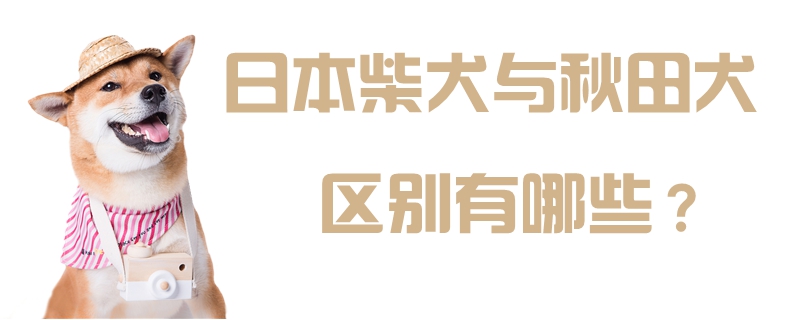 日本柴犬与秋田犬区别有哪些