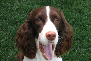 史宾格犬喜欢吃什么